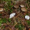 Strobilurus esculentus, Fichtenzapfen-Rübling